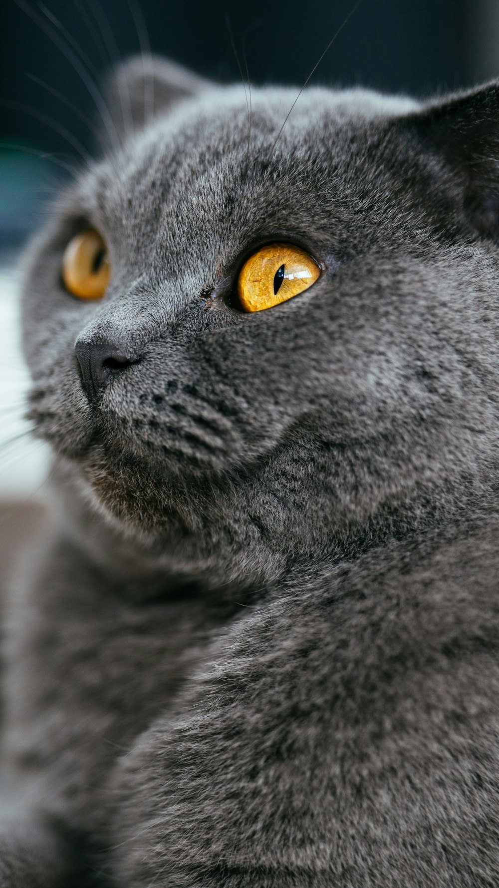 クローズ アップ写真でロシアン ブルー猫の写真 Unsplashで見つけるペットの無料写真