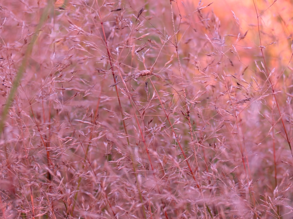 brown dried leaves on ground