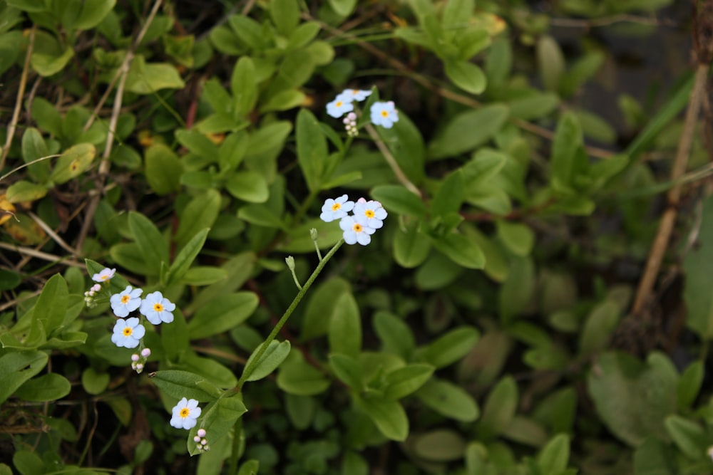 blue and white flowers with green leaves