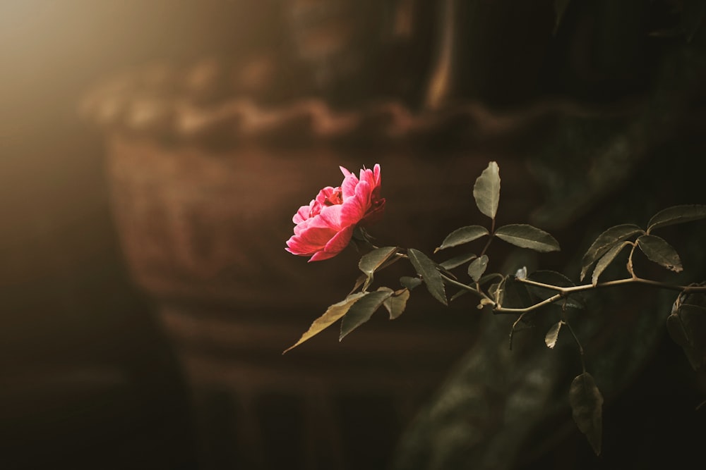 pink rose in bloom during daytime