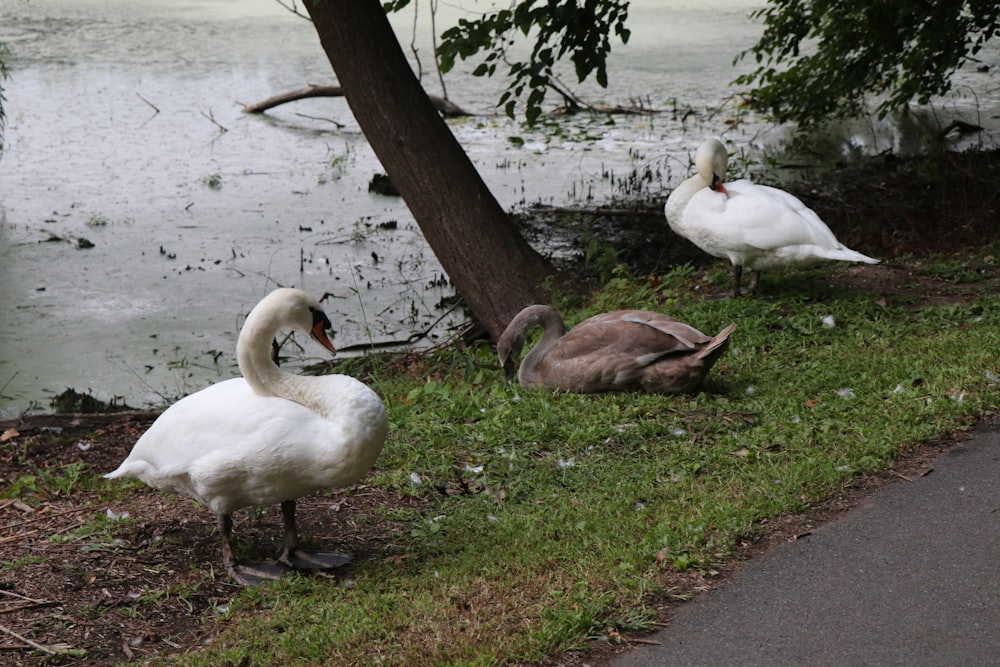 white swan on green grass near body of water during daytime