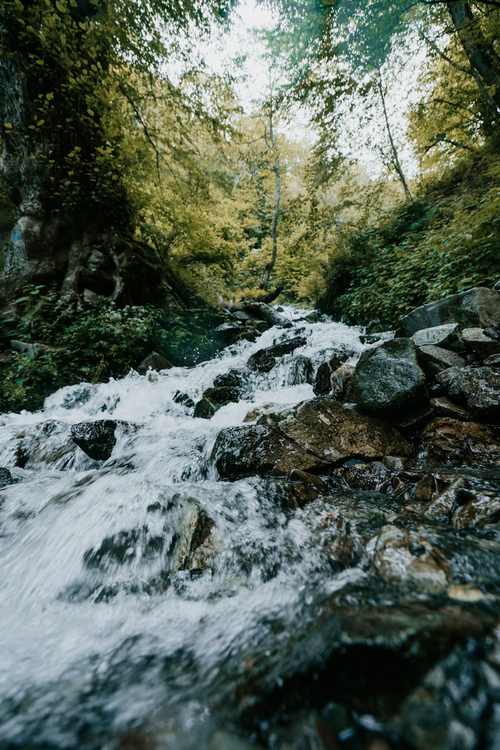 a stream running through a lush green forest