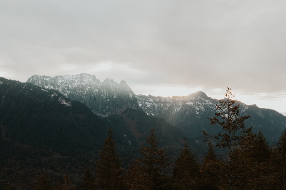 green pine trees near mountain during daytime