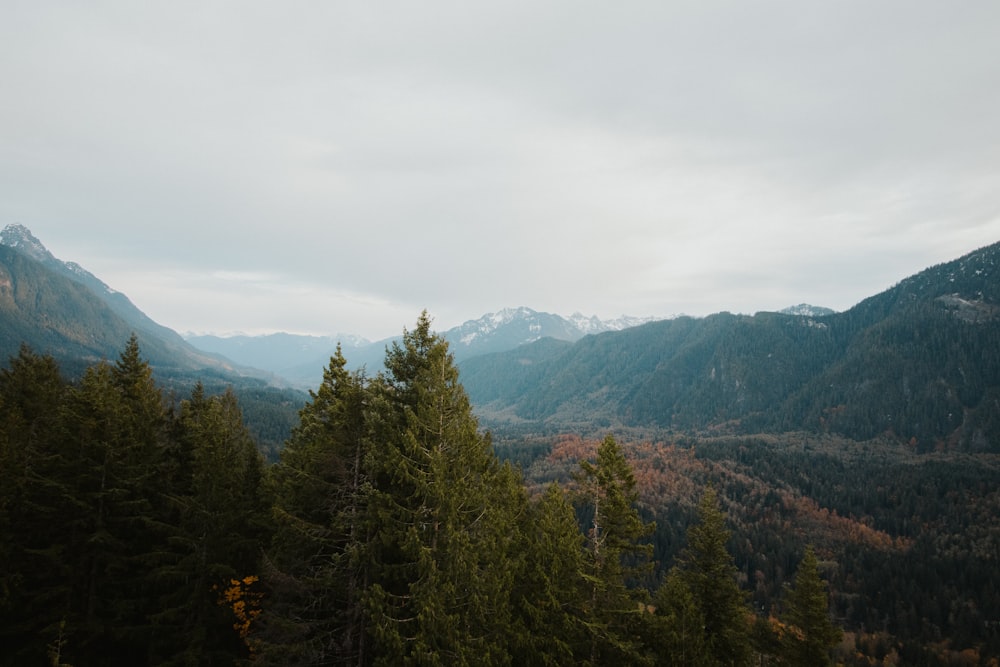 green pine trees on mountain during daytime