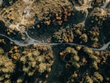 Aerial view of dense forest with drone mapping flight paths visible in the sky
