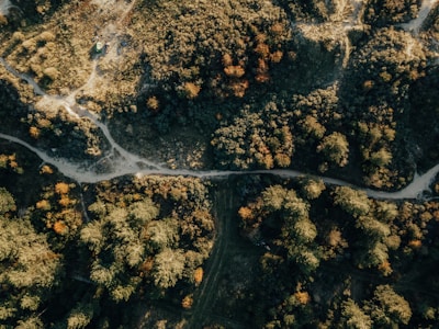 Aerial view of dense forest with drone mapping flight paths visible in the sky