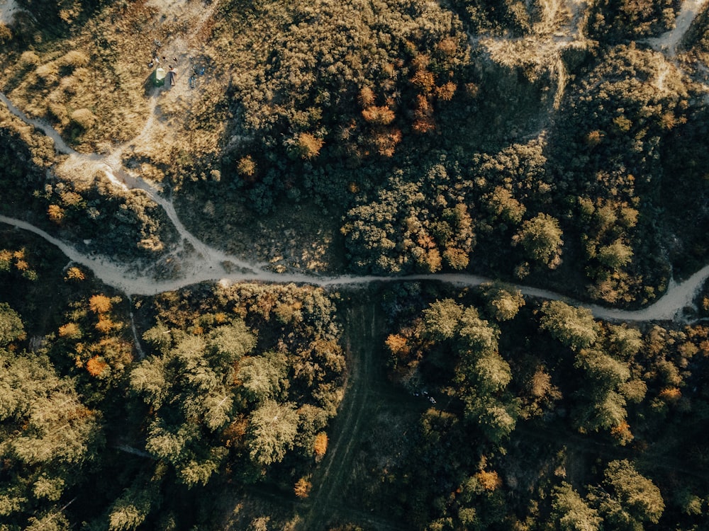 aerial view of green trees and brown soil