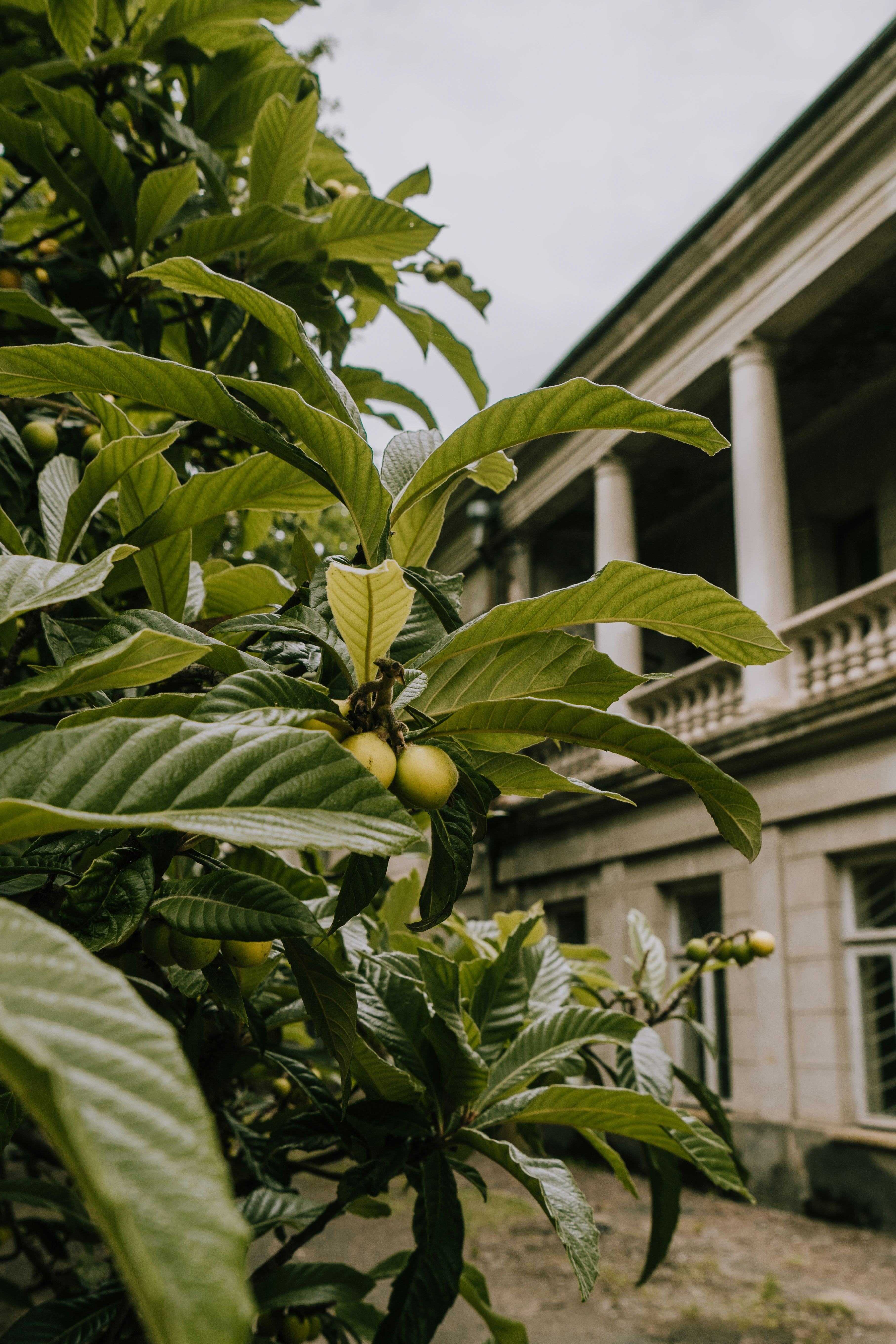 green oval fruit with green leaves during daytime