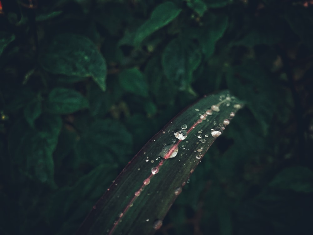 water droplets on green leaf