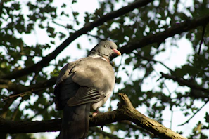 A close-up of a healthy messenger pigeon perched on a wooden fence in soft morning light