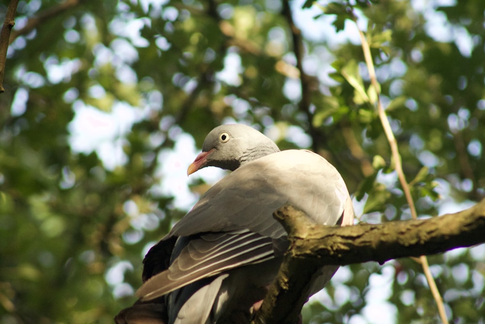 white and black bird on brown tree branch during daytime
