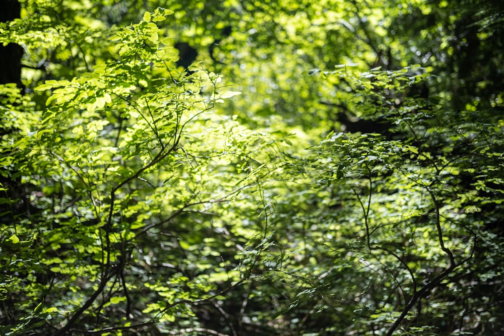 green leaf tree during daytime