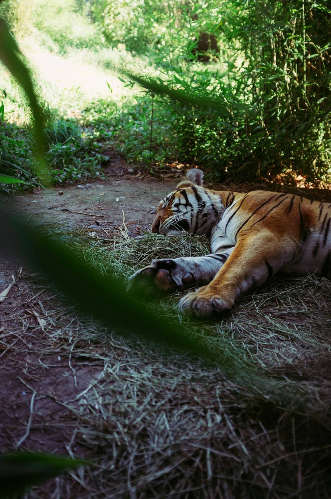 brown and black tiger lying on brown grass