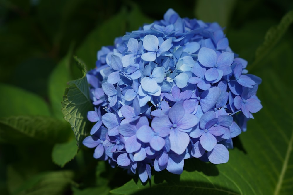 blue flower in macro shot