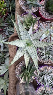 Various potted succulents of different shapes and sizes are arranged on a burlap cloth. The succulents have speckled and striped green leaves, with some having a hint of white. The pots are filled with small pebbles and are mostly situated close together. The setup appears to be part of a garden or a plant nursery display.