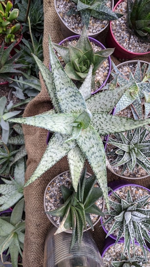 Various potted succulents of different shapes and sizes are arranged on a burlap cloth. The succulents have speckled and striped green leaves, with some having a hint of white. The pots are filled with small pebbles and are mostly situated close together. The setup appears to be part of a garden or a plant nursery display.