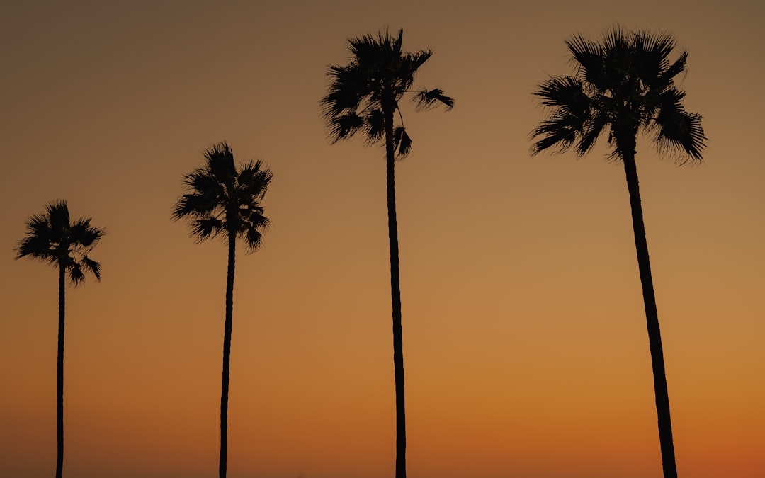 silhouette of palm tree during sunset