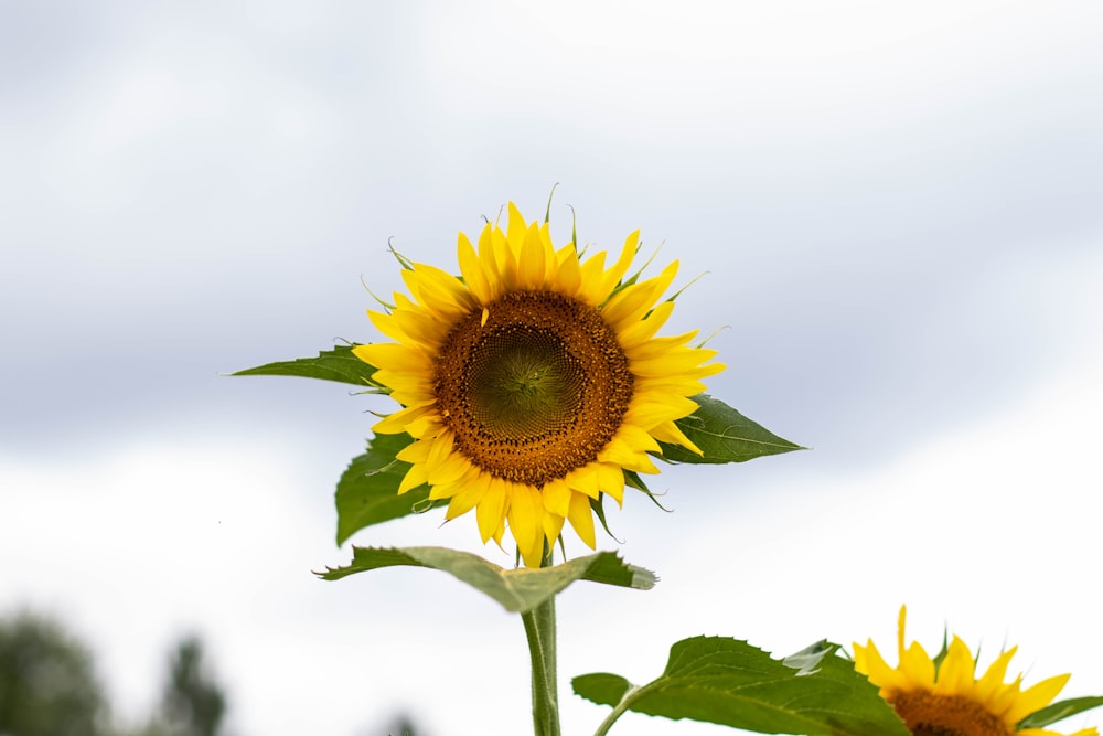 yellow sunflower in bloom during daytime