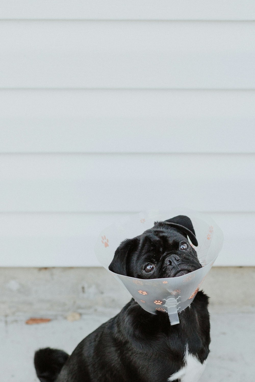 black pug puppy with white background