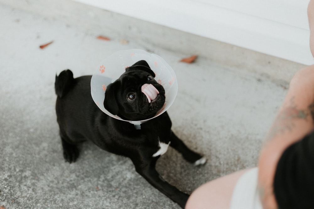 black pug puppy on white floor