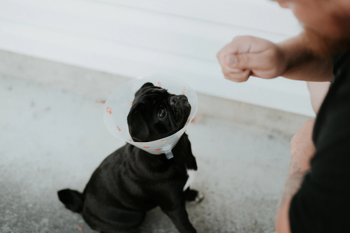 Young pug wearing a clear recovery cone after surgery, looking up gently — Ichi and Ori Pet Care, Noida (placeholder image)