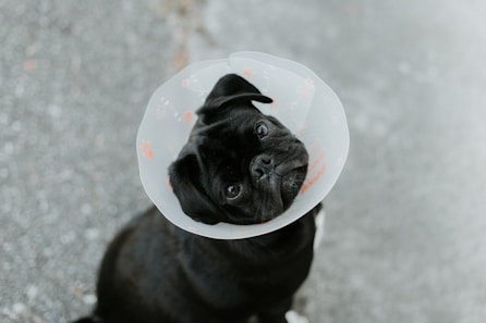X-Health: Veterinary Clinics Ready?