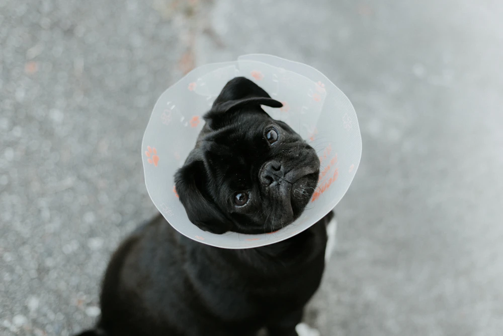 Perro en recuperación tras un tratamiento traumatológico, con collar isabelino