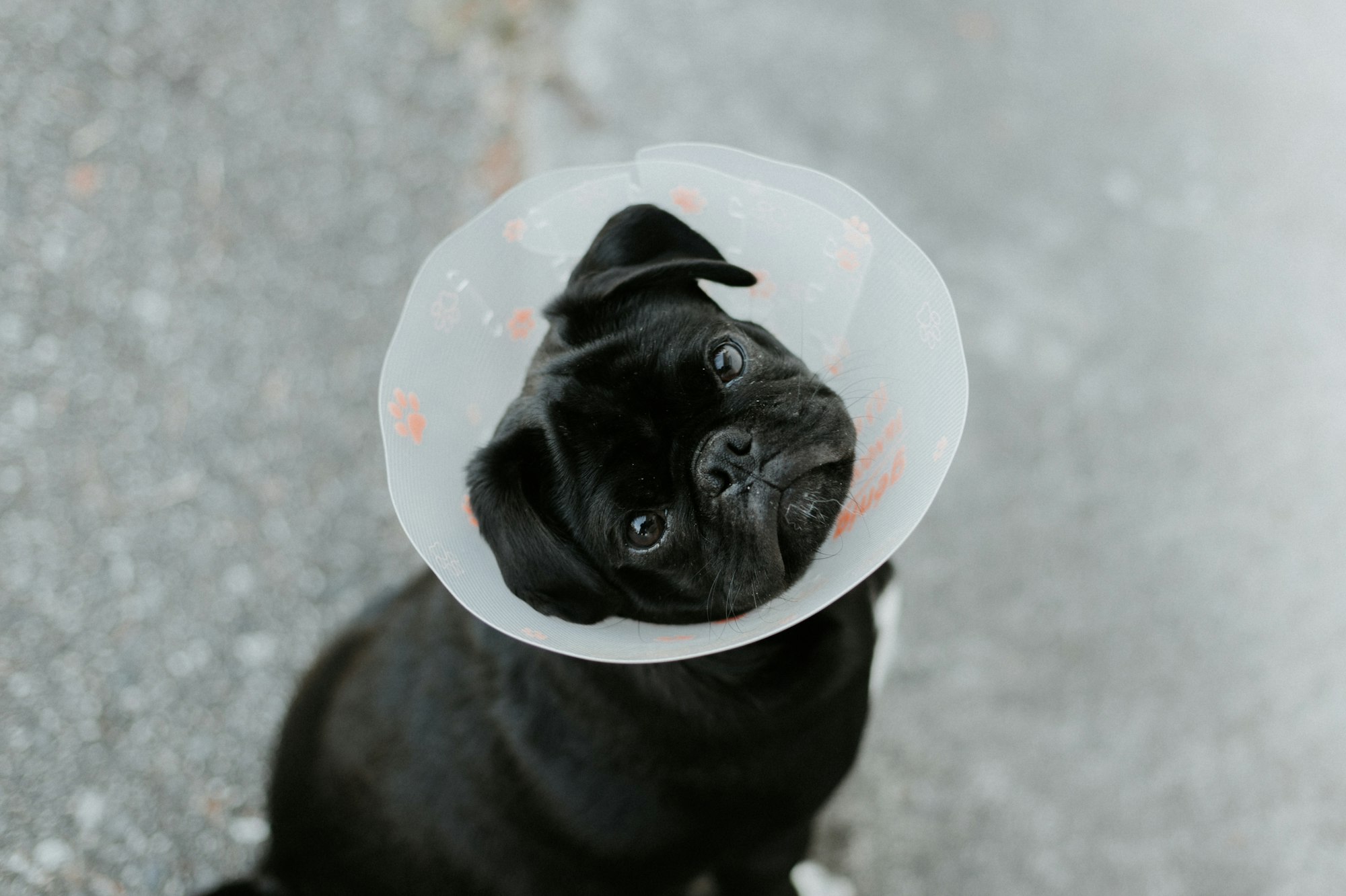 black pug with collar