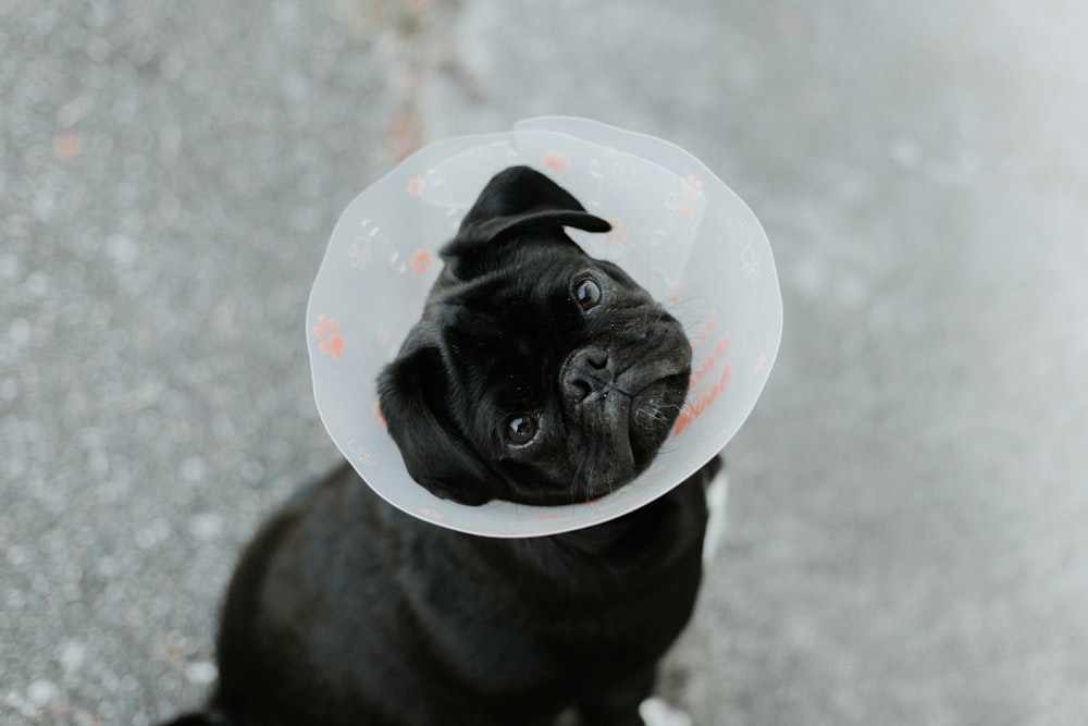 a small black dog wearing a plastic cone on its head
