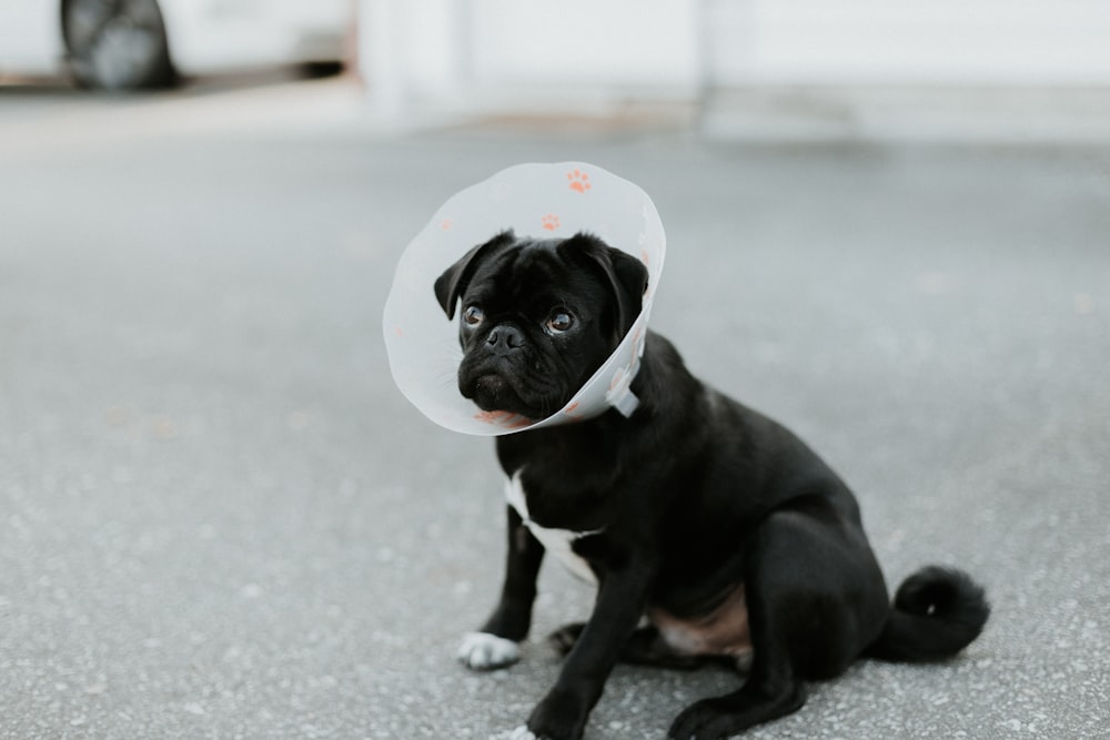 black and white short coated small dog on gray concrete floor