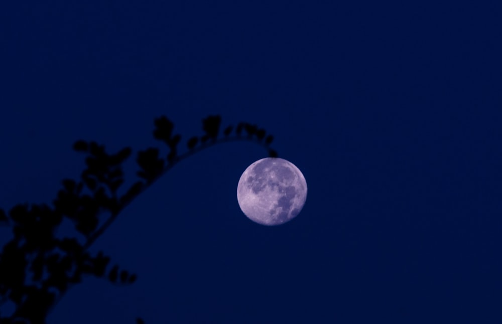 full moon over the trees