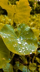 A bright green leaf with sparkling water droplets symbolizing eco-friendly cleaning products.