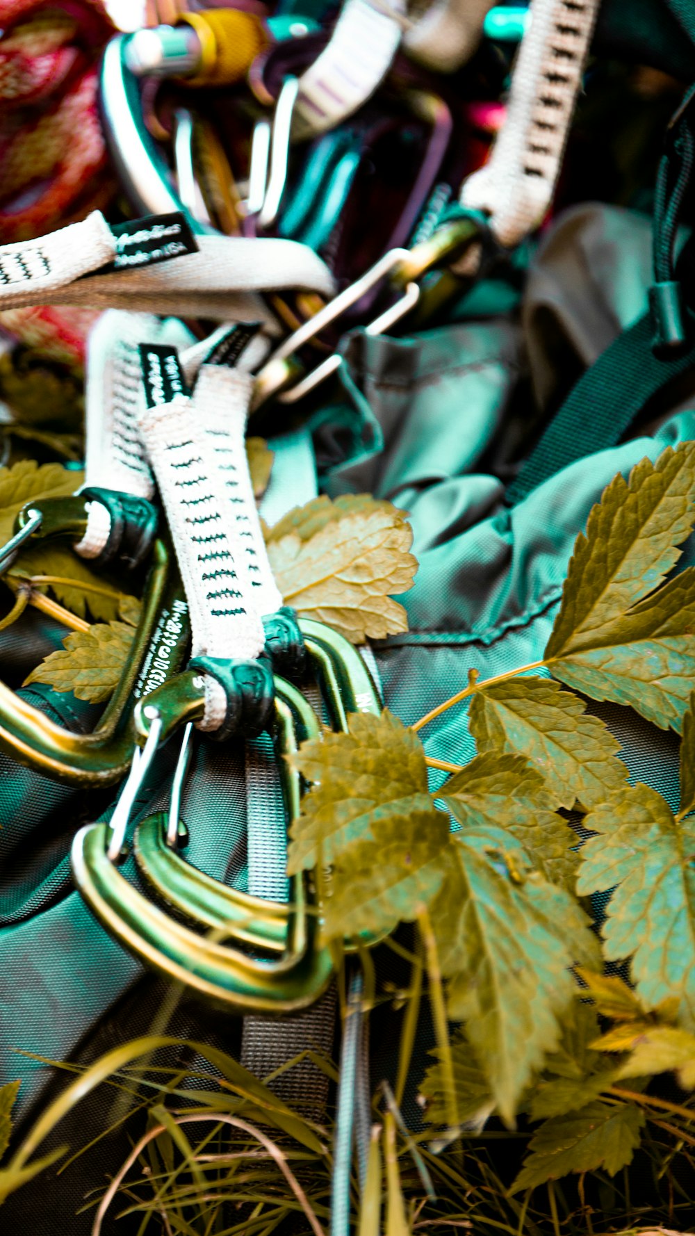 white strap on green and brown leaves