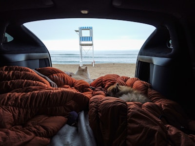 Two dogs are comfortably lying on an orange sleeping bag inside a car, overlooking a beach with a lifeguard tower in the distance. The ocean is calm, and the scene is framed by the car's rear opening.