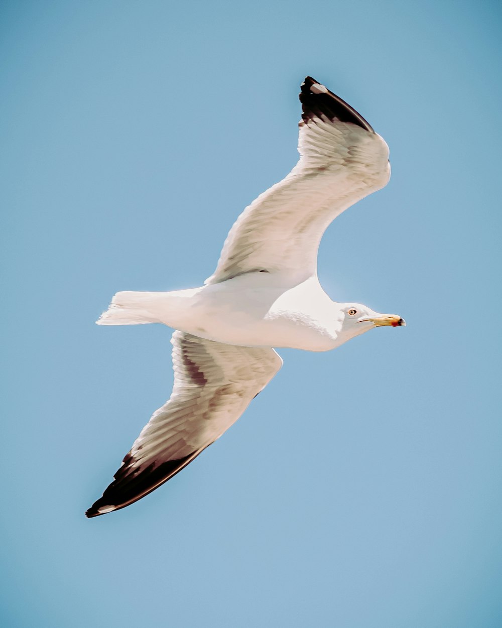 white gull flying under blue sky during daytime