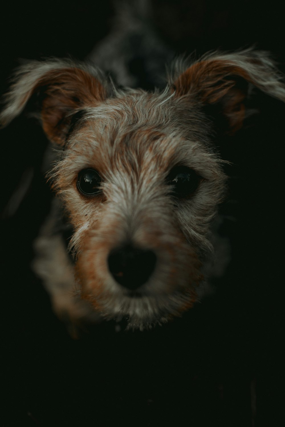 cane di piccola taglia a pelo lungo marrone e bianco