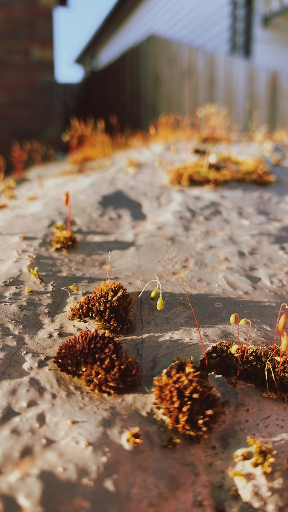 brown pine cone on snow covered ground