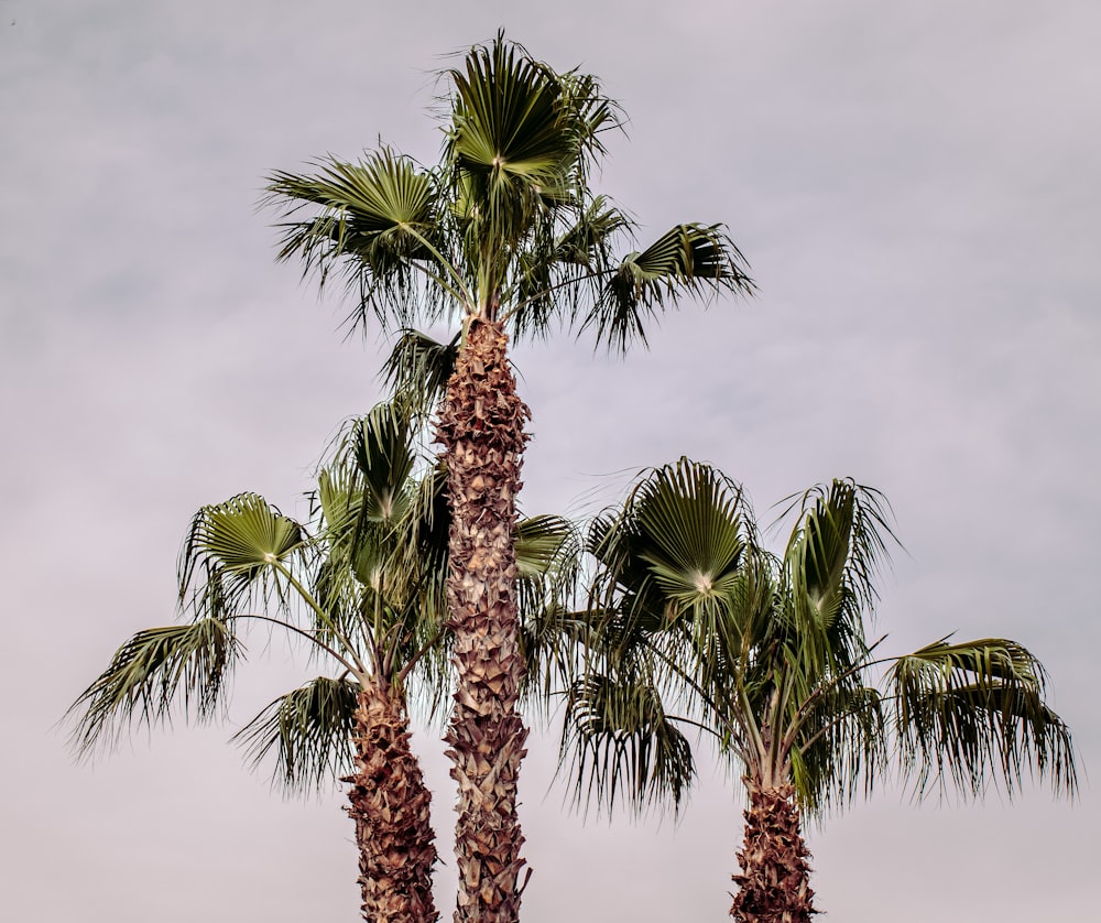 green palm tree under white clouds during daytime