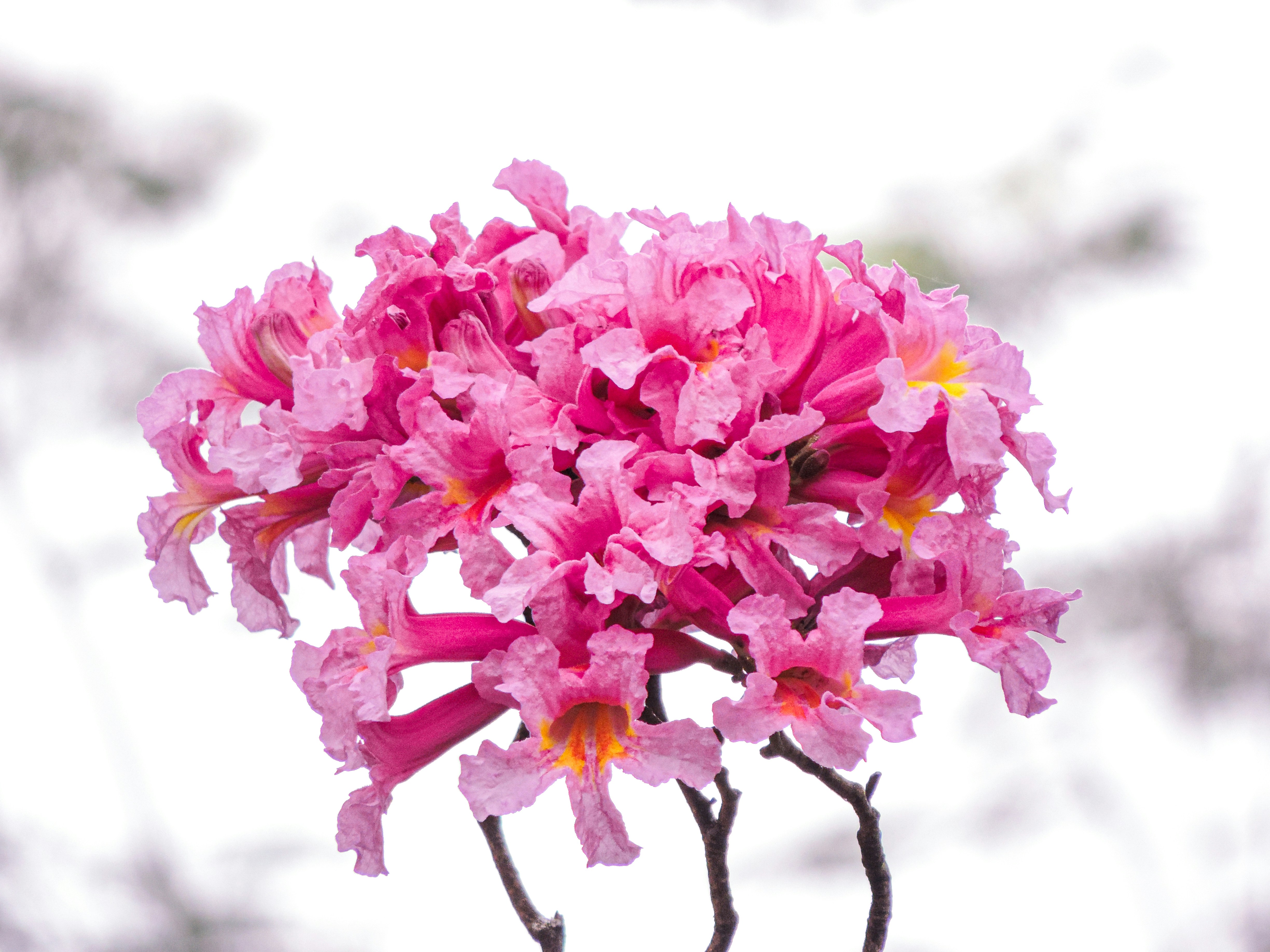 pink flowers on brown tree branch paraguay teams background
