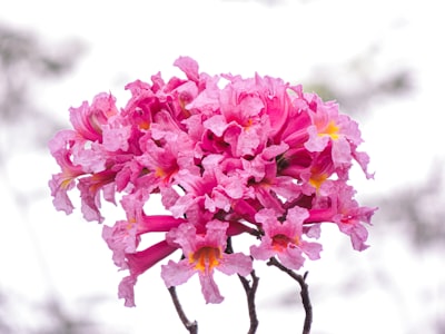 pink flowers on brown tree branch paraguay google meet background