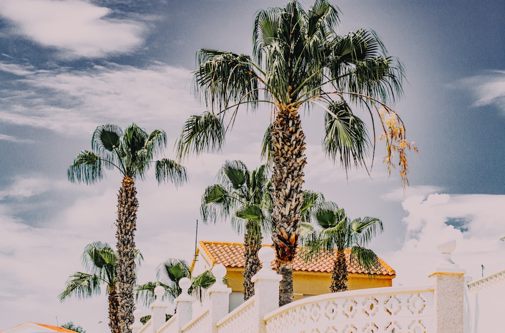 palm tree near white fence