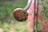 A praying mantis is perched on the circular end of a metal rod. The focus is on the insect and rod, with a blurred background consisting of greenery and hints of pink.