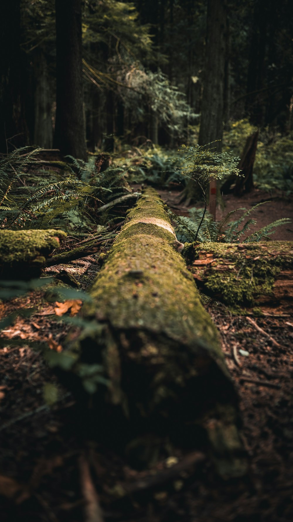 brown tree log on brown soil