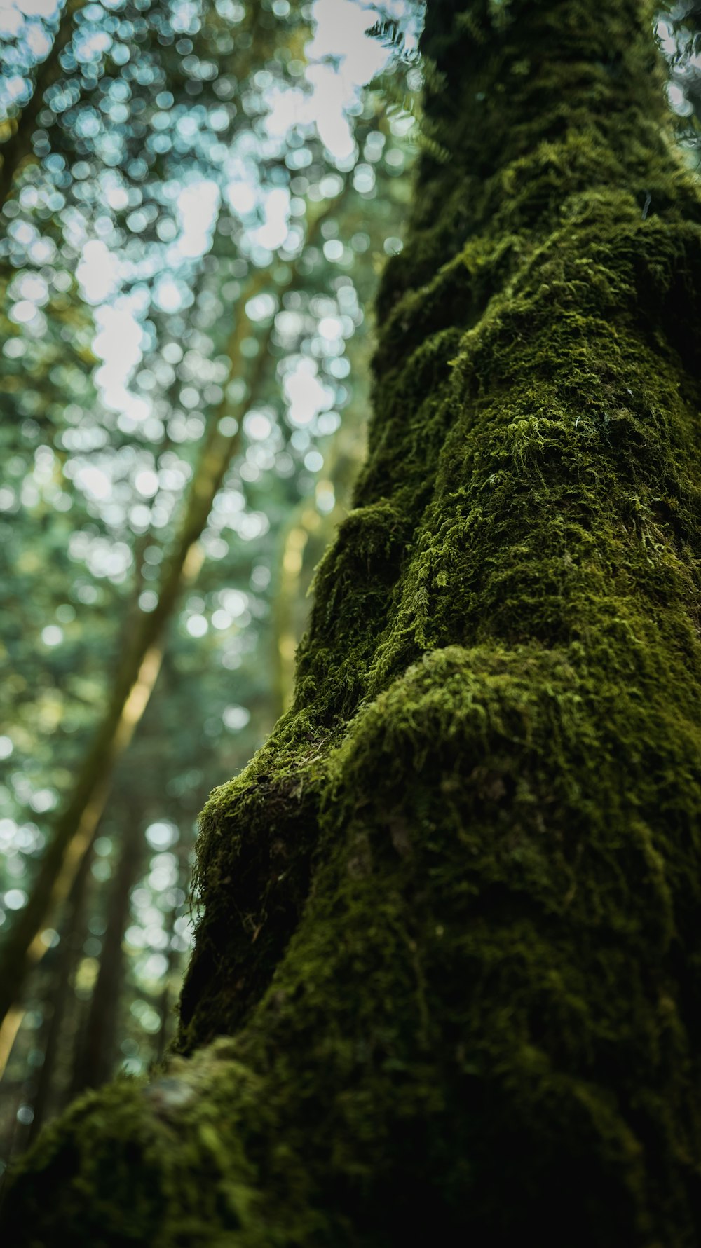 green moss on brown tree trunk