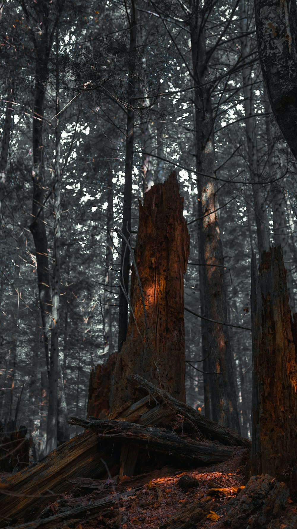 brown tree trunk during daytime