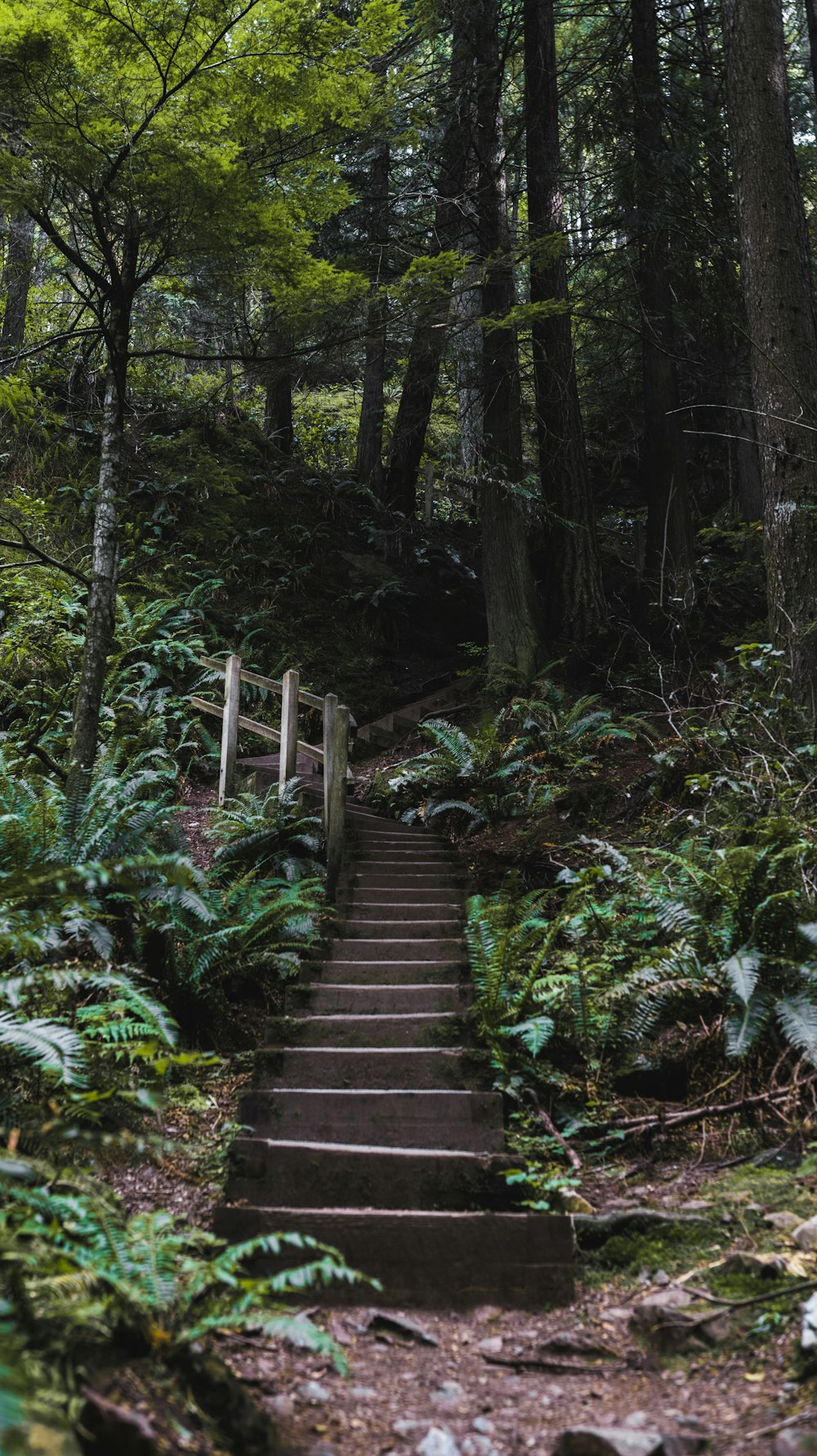 brown wooden bridge in the woods