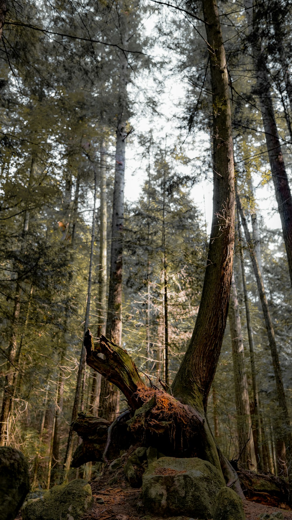 Tronco de árbol marrón en el bosque durante el día