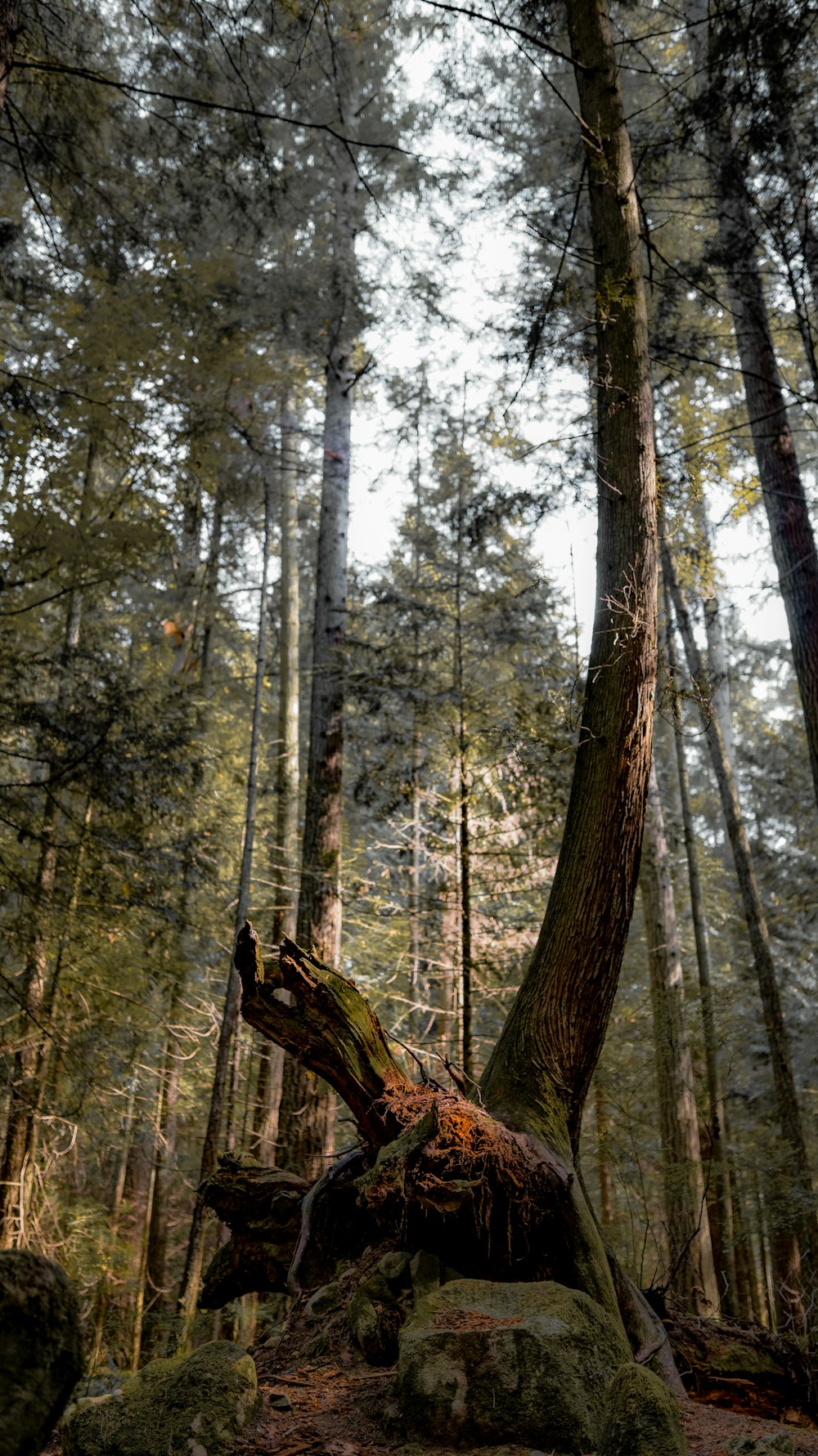 昼間の森の茶色い木の幹