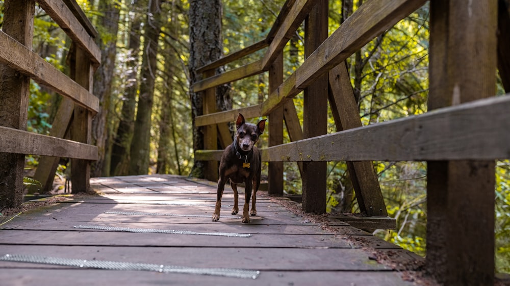 black and brown short coated dog on brown wooden bridge