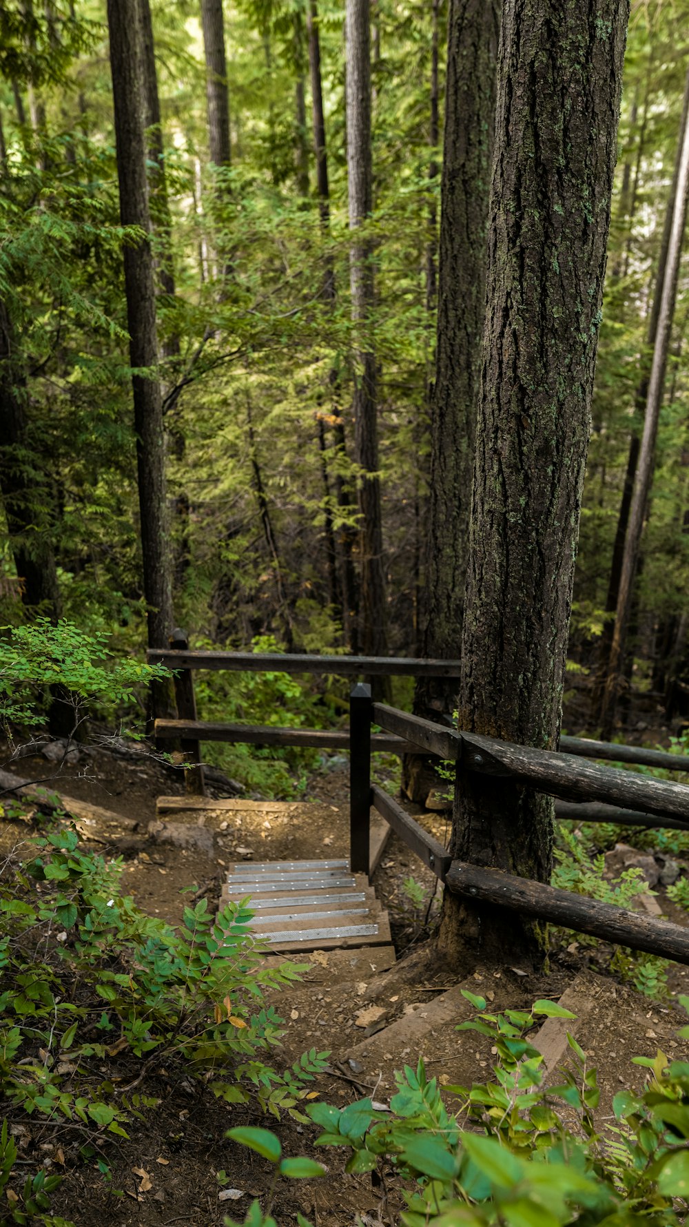 brown wooden bridge in forest during daytime